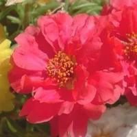 Facile jardin：Pourpier - La cagette de 12 plants