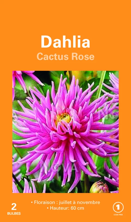Pour vos envies d’extérieur:Bulbes de fleurs Dahlia Cactus rose botanic® – 2 bulbes