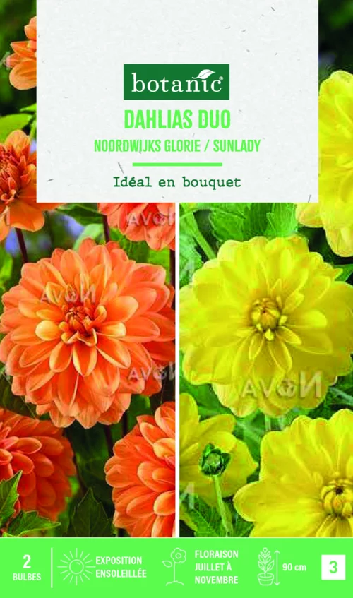 Pour mieux équiper vos extérieurs:Bulbes de fleurs duo de Dahlias décoratifs Noordwijk / Sunlady botanic® - 2 bulbes
