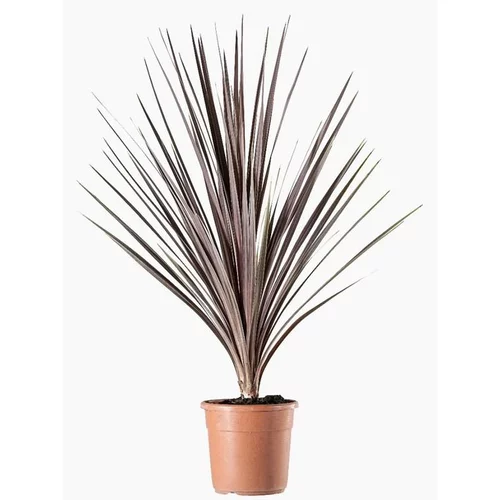 Utile extérieur：Cordyline Australis. Le pot de 2 litres