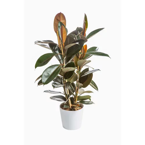 Espace vert essentiel：Ficus Elastica Abidjan. Le pot Ø 20 cm