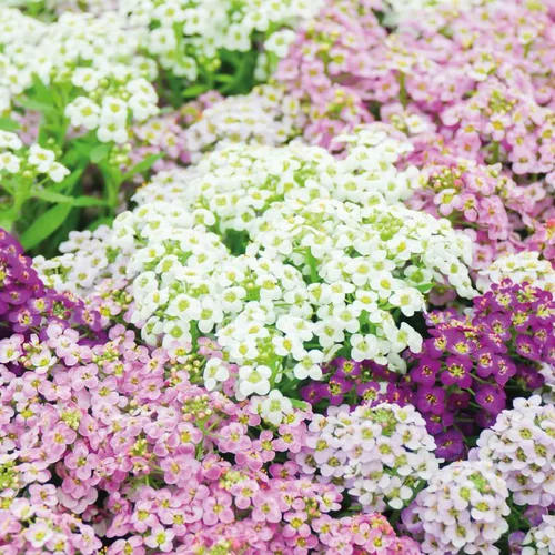 Idée pour le jardin：Lobularia - La barquette de 4 plants