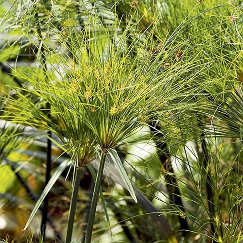 Extérieur accessoire：Cyperus papyrus