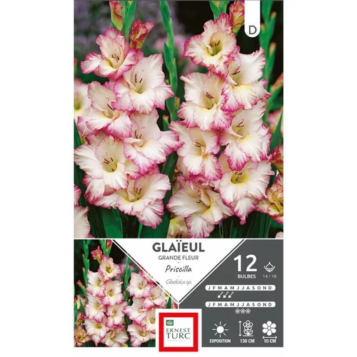 Pour vos moments au jardin:Glaïeul Priscilla blanc bord rose Ernest Turc - 12 bulbes