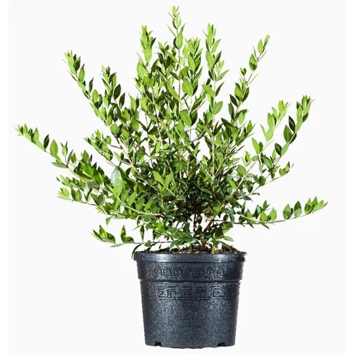 Bien pensé pour le jardin：Myrtus Luma (Myrte du Chili) en pot de 4 L vert