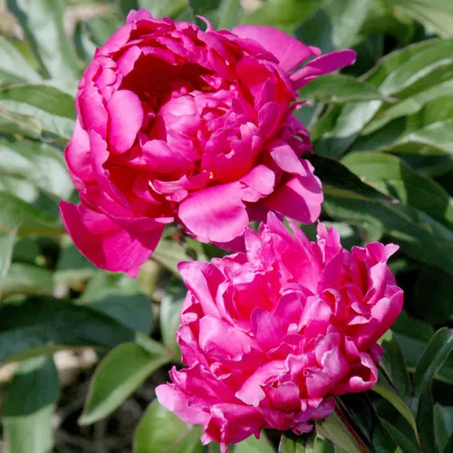 Une solution pour l’extérieur：Pivoine Victoire de la Marne - Le pot de 2 litres
