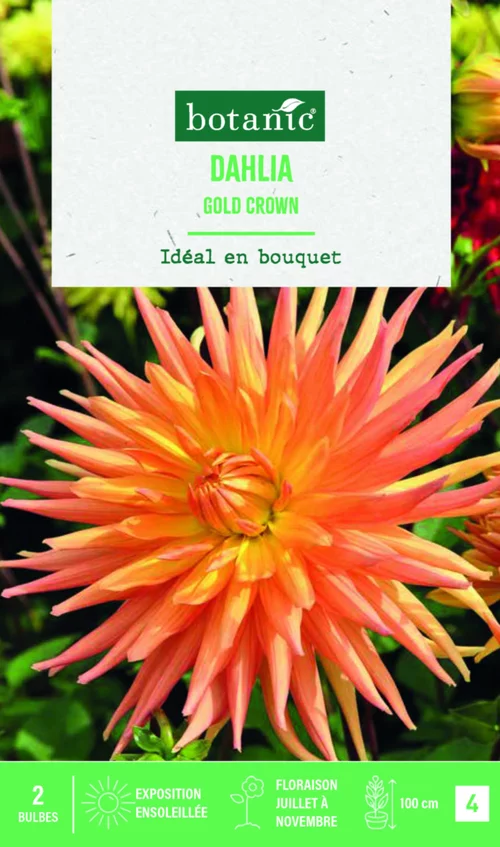Utile jardin:Bulbes de fleurs Dahlia semi-cactus Gold Crown botanic® - 2 bulbes