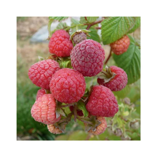 Pour mieux organiser votre jardin:Framboisier Paris Bio. Le pot de 5 litres