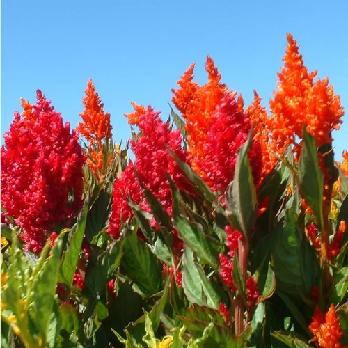 Pour un jardin plus agréable：Célosie (Celosia) à fleurs multicolores - La barquette de 6 plants
