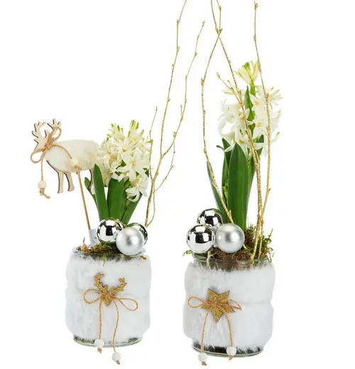 Jardin en extérieur:Jacinthe x 1 pot fourrure - Ø 8 cm