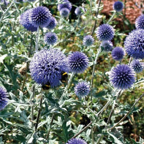 Espace vert sélection:Echinops ritro bleu - Le pot de 9 x 9 cm