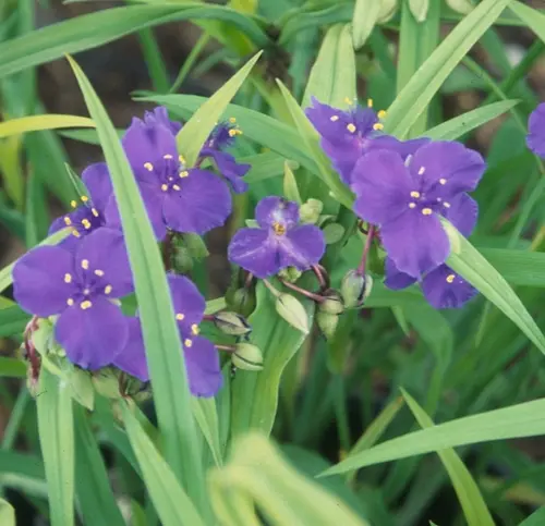Côté végétal：Tradescantia. La suspension de Ø 12 x H 25 cm