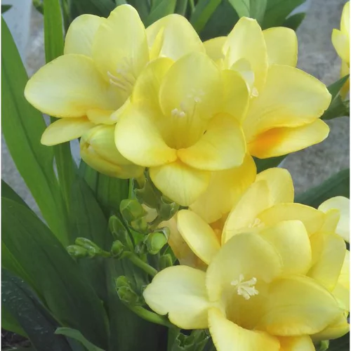 Choix utile：Freesia ou Muguet du Cap à fleurs multicolores - Le pot Ø 13 cm