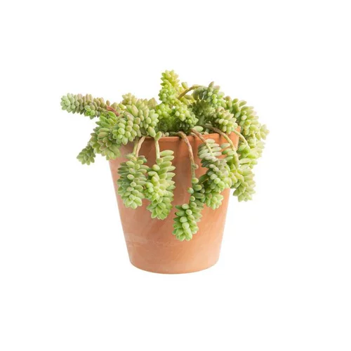 Jardin à embellir:Sedum burrito en pot terre cuite H 40 x Ø 15 cm