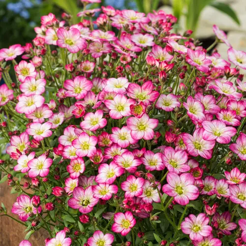 Autour du jardin：Saxifrage-Mousse ALPINO EARLY PICOTEE - Le pot de 2 litres