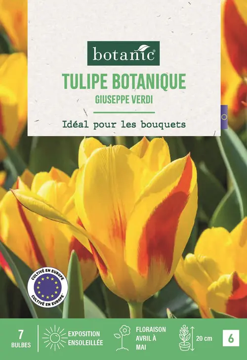 Choix malin：Bulbes de fleurs Tulipe kaufmanniana Giuseppe Verdi jaune et rouge botanic® - 7 bulbes
