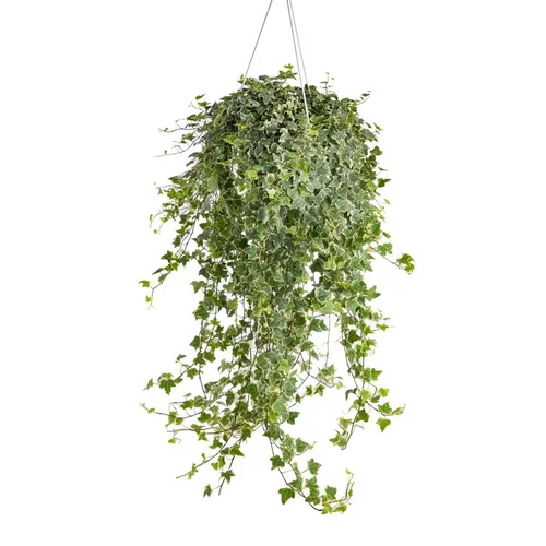 Pour votre espace extérieur：Lierre - La suspension de 23 cm