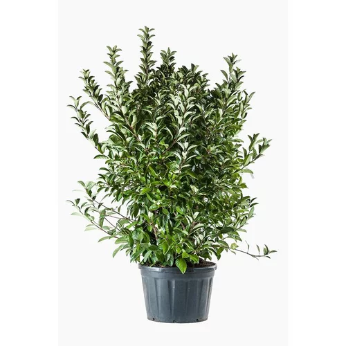 Pour l’univers du jardin:Viburnum Lucidum (Viorne lucidum) 200 en pot de 130 L vert