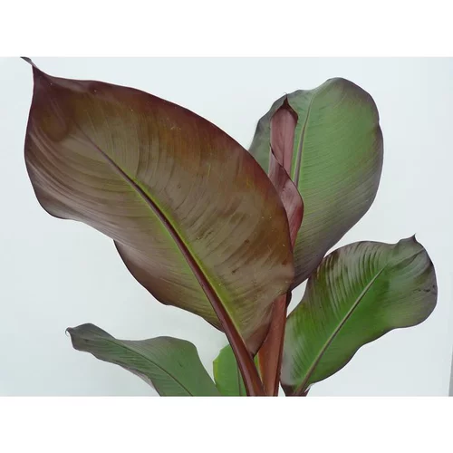 Pour un extérieur accueillant:Musa Sikkimensis Red Tiger XL en pot de 16 L