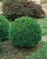 Inspiration jardin：Buis Faulkner en pot de 12 litres