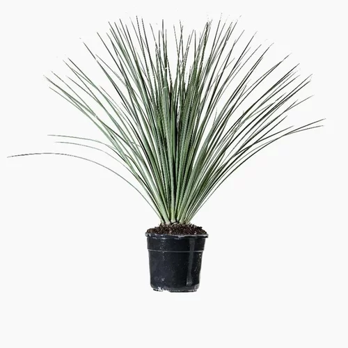 Pour un extérieur accueillant:Dasylirion Serratifolium en pot de 13.5 L vert