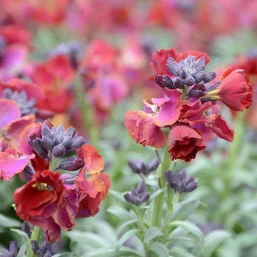 Accessoire extérieur：Giroflée Ravenelle à fleurs multicolores - La barquette de 10 plants