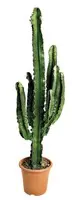 À découvrir au jardin：Euphorbia Erythrea botanic®. Le pot de Ø 25 cm