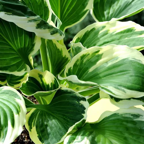 Jardin à équiper：Hosta patriot verte en pot de 2 L