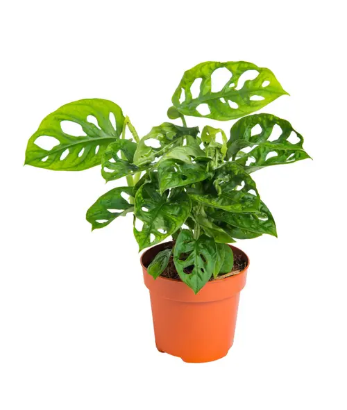 À avoir au jardin：Monstera adansonii vert. Le pot Ø 12 cm