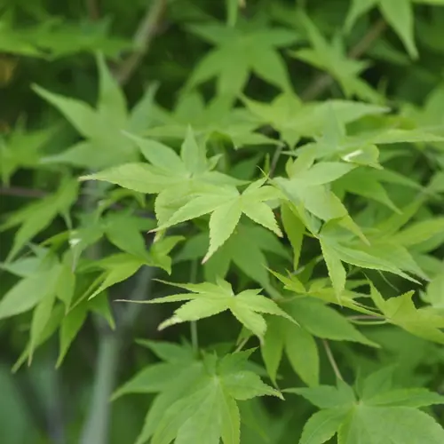 Jardin tout terrain:Erable du Japon (ACER PALMATUM AUREUM ) Le pot de 15 litres