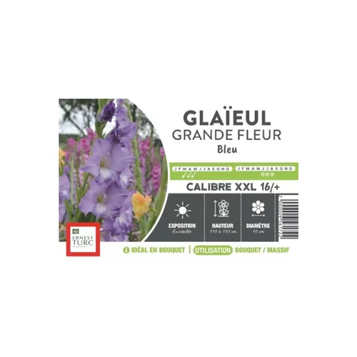 Bien dehors：Glaïeul à grandes fleurs bleu Ernest Turc - bulbes vrac