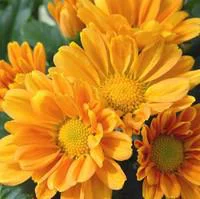 Essentiel pour le jardin：Chrysanthème multifleurs pyramide - Le pot de 3 litres