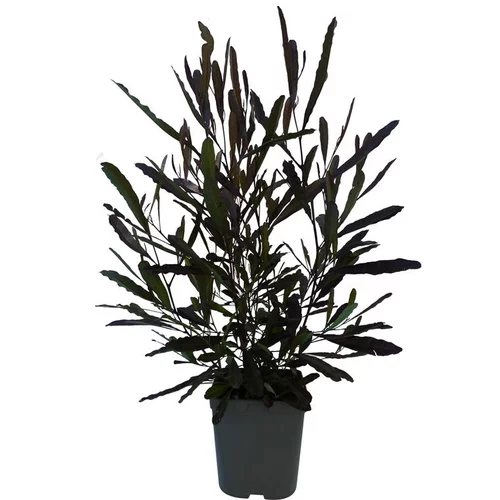 Durable au jardin:Dodonea Viscosa vert en pot de 3 L