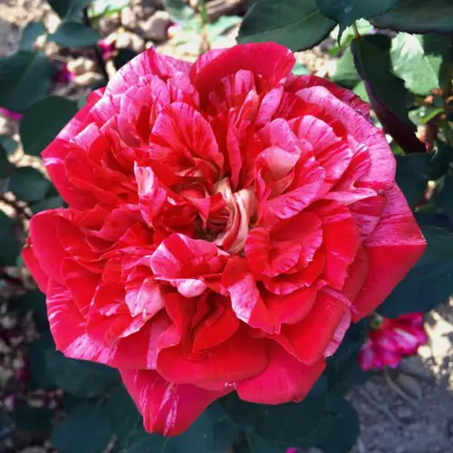 Jardin en pratique:Rosier Berthe Morisot® delrosroucrem coloris rose