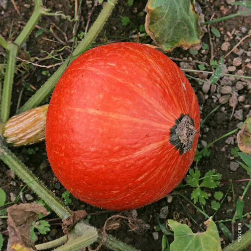 Jardin au quotidien:Potimarron Uchiki Kuri Bio. Le pot de 10,5 cm