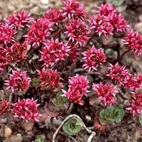 Au service de votre jardin：Sedum Spurium - Le pot de 9 x 9 cm