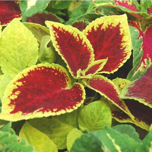 Un indispensable au jardin:Coléus de bouture ou Coliole de bouture au feuillage multicolore - Le pot de 1,4 litres