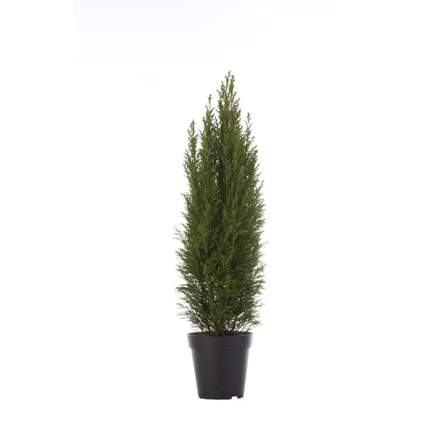 Esprit végétal:Cyprès de Lawson Ellwood’s Pillar (Chamaecyparis) 15/20. Le pot de 1 L