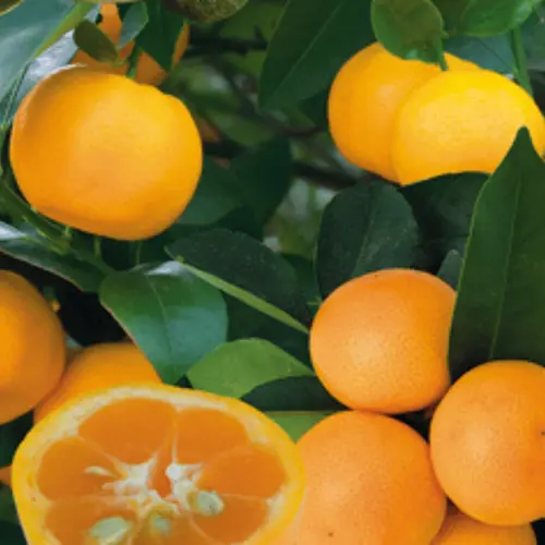 Accessoire jardin:Calamondin coloris orange - 2,5 L