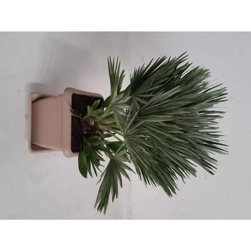 Loisirs au jardin：Chamaerops Compacta (Palmier nain) compact en pot carré de 15 L vert