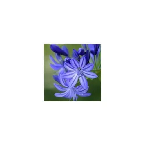 Jardin et équipement：Agapanthe Bleue. Le pot de 1 litre