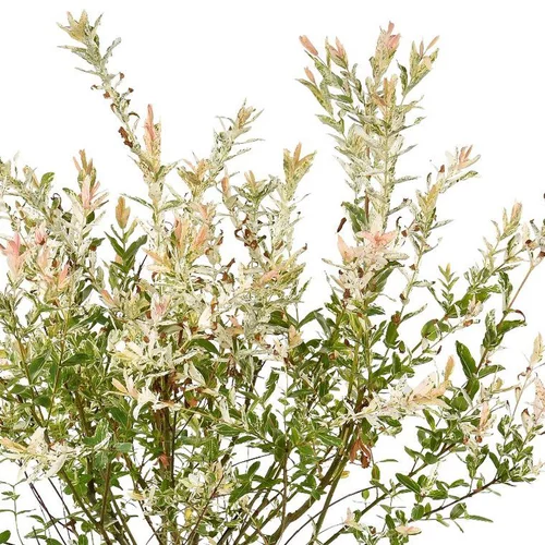 Esprit végétal：Saule Crevette ou Salix integra Hakuro Nishiki. Le pot de 10 litres, forme torsade