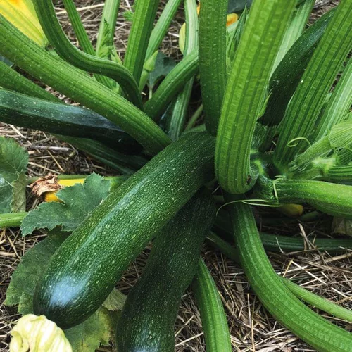 Côté jardin：Courgette Verte Zodiac Bio. Le pot de 10,5 cm