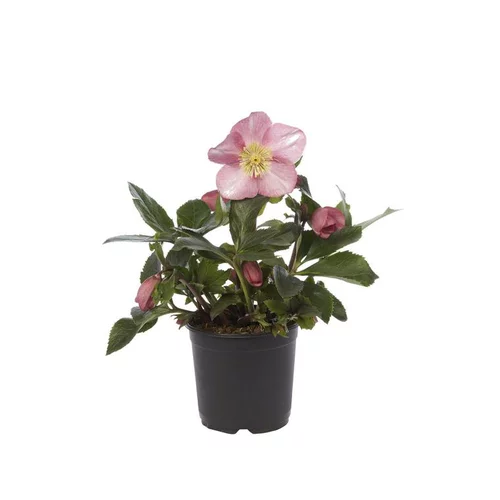 Bien pratique à l’extérieur：Hellébore (ou Rose de Noël) de collection - Le pot de 1,5 litres
