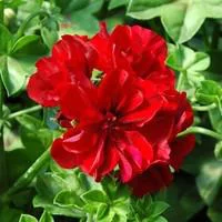 Le jardin au quotidien：Géranium lierre à fleurs doubles - Le pot de 10.5 cm