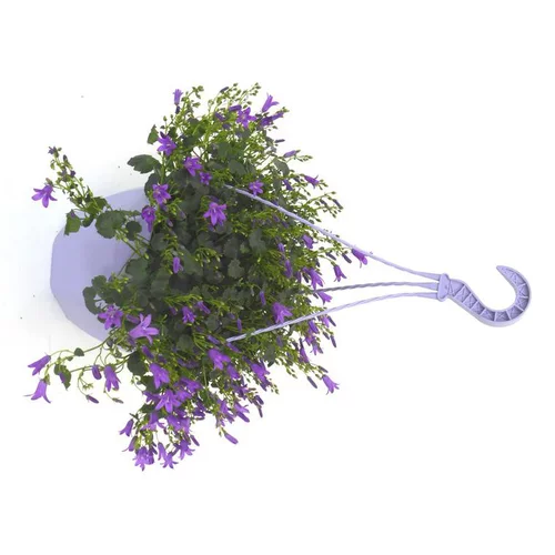 Le pratique au jardin：Campanule Addenda - La suspension de 27 cm
