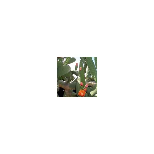 Pour transformer votre jardin：Opuntia Vulgaris - Le pot de 2,5 litres