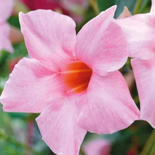 Loisirs au jardin：Dipladénia Sandéri Rose - Le pot de 9 x 9 cm