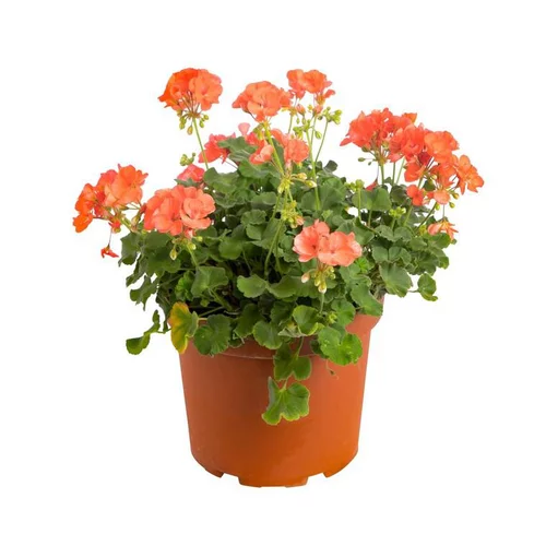 Jardin & maison:Géranium zonal rose - Le pack de 6 plants
