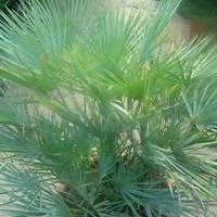 Jardin extérieur:Chamaerops Humilis Ceracifera ou Palmier nain 60/70 cm en pot de 28 L